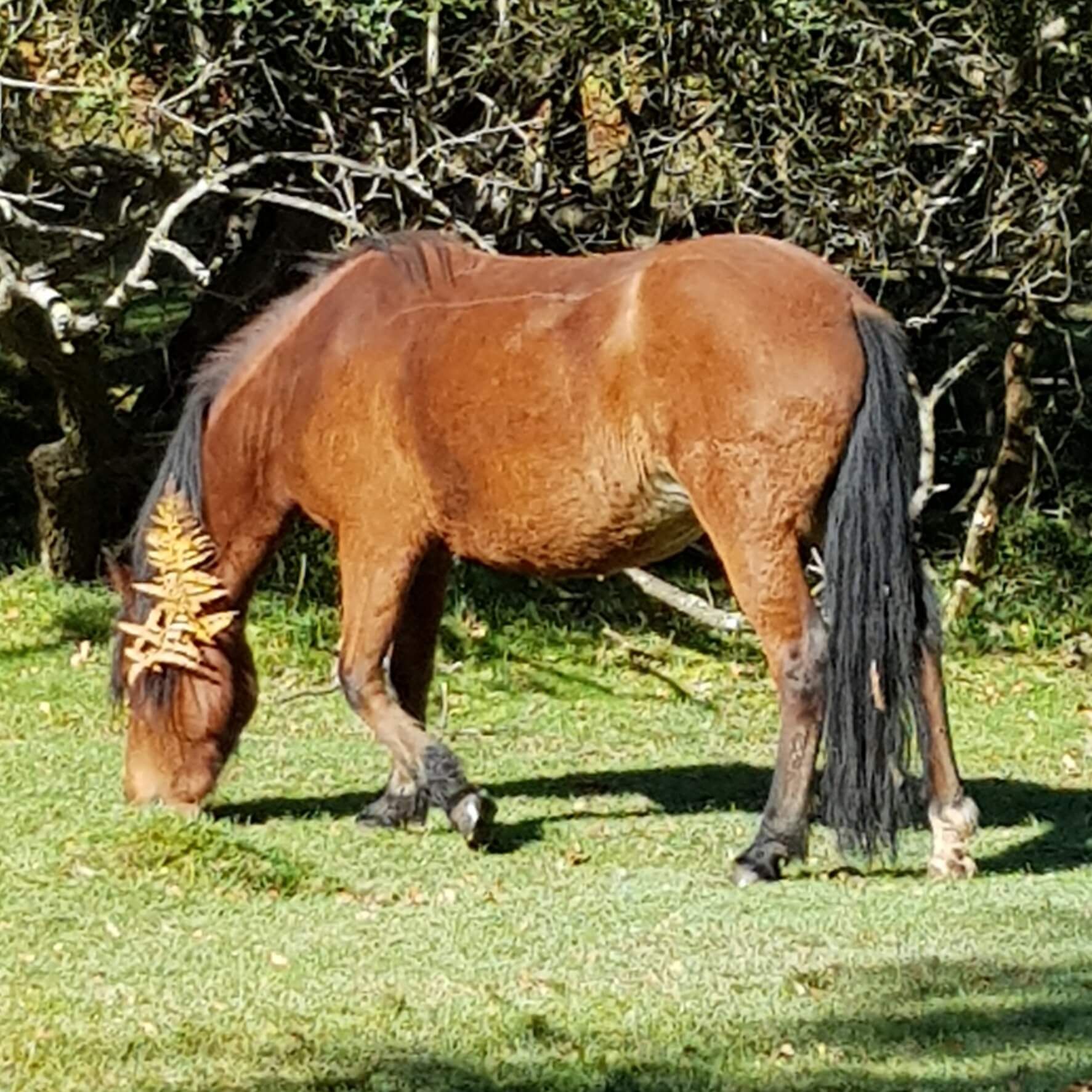 a brown horse with woods behind it. Black tail and mane. 