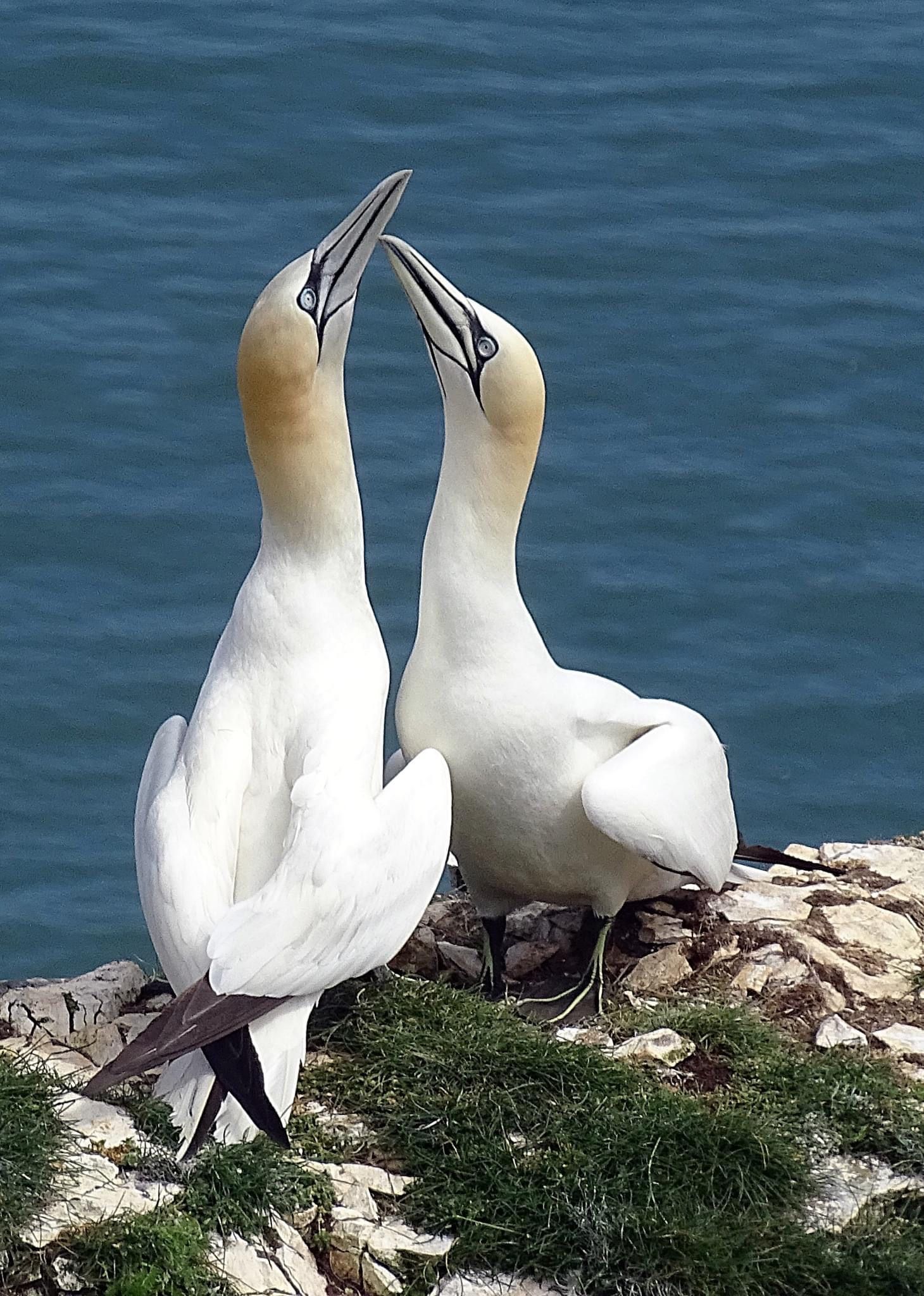 two white big birds with their beaks crossing in the air, on the edge of a cliff near water. 