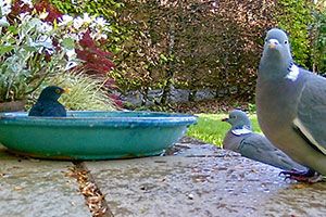 U3A Eye & BirdWatch