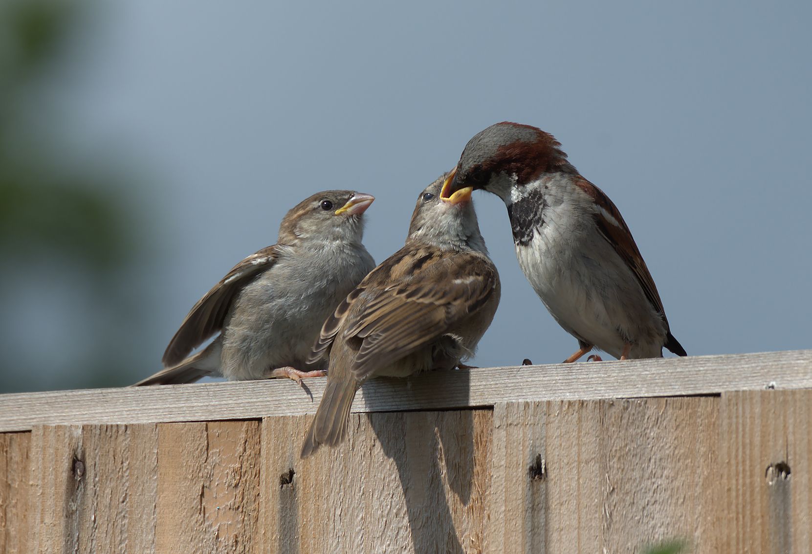 three birds on a fence, feeding the baby bird