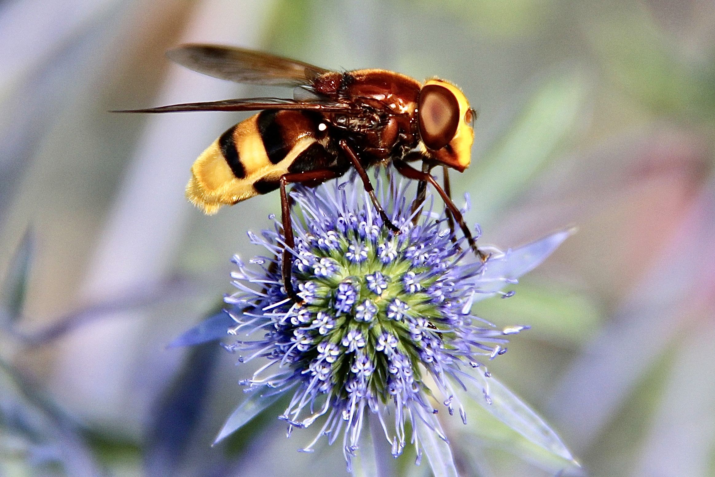 a zoomed in photo of a yellow and black hornet on a purple flower 