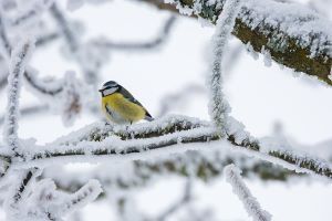 a blue tit with a yellow chest on a snowy branch 