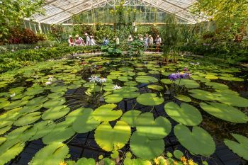 green water lilies on dark water in a greenhouse 