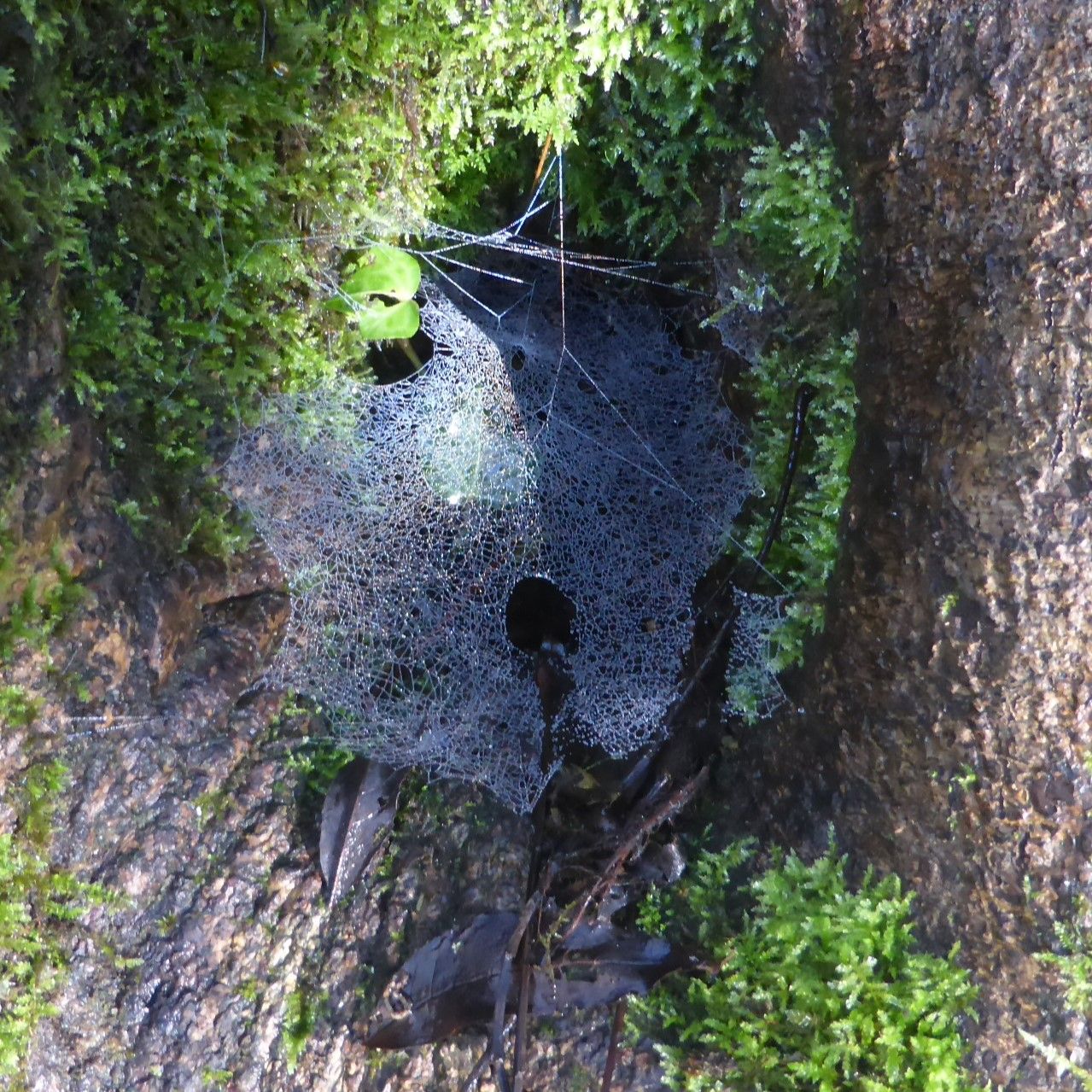 spiders web in between two trees