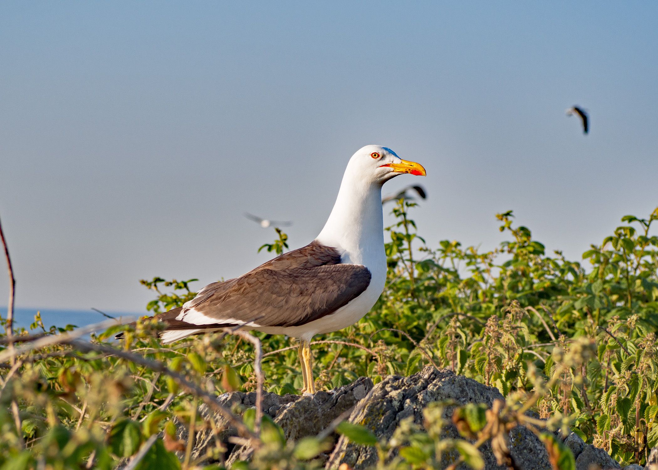a gull standing majestically on a cliff face. sky in background. looking to the right. 