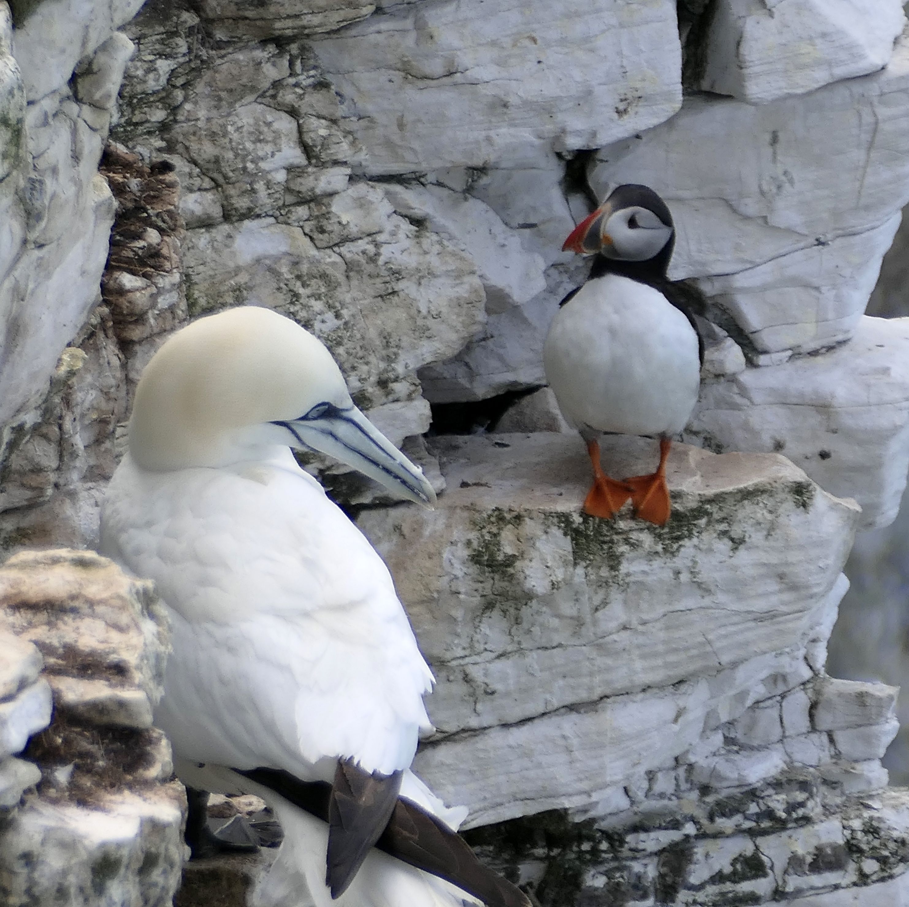 white rocks and a big white bird with black head, orange beak and orange feet, next to a big white bird with a grey beak
