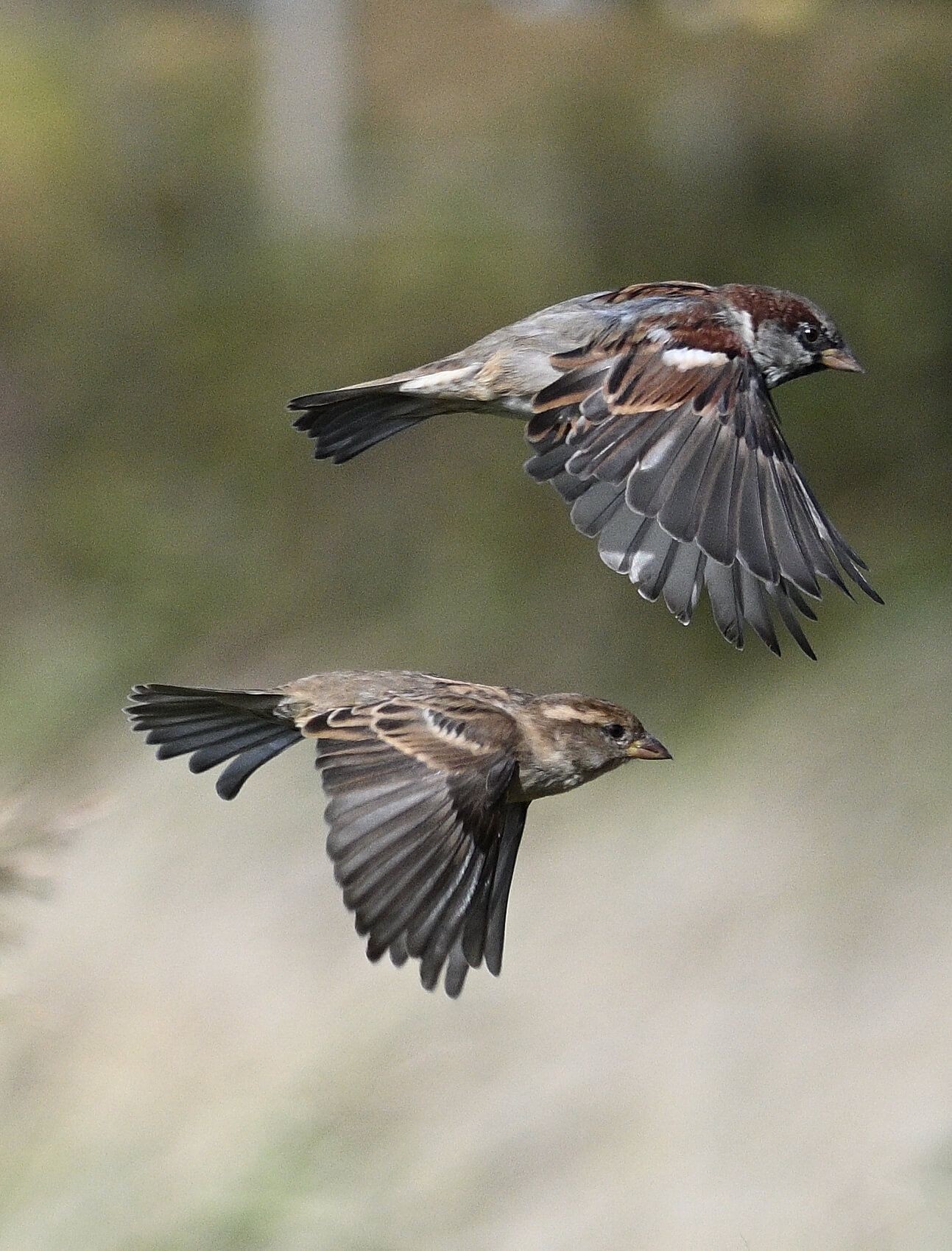 Two brown birds flying, one above each other. the background is blurry. 
