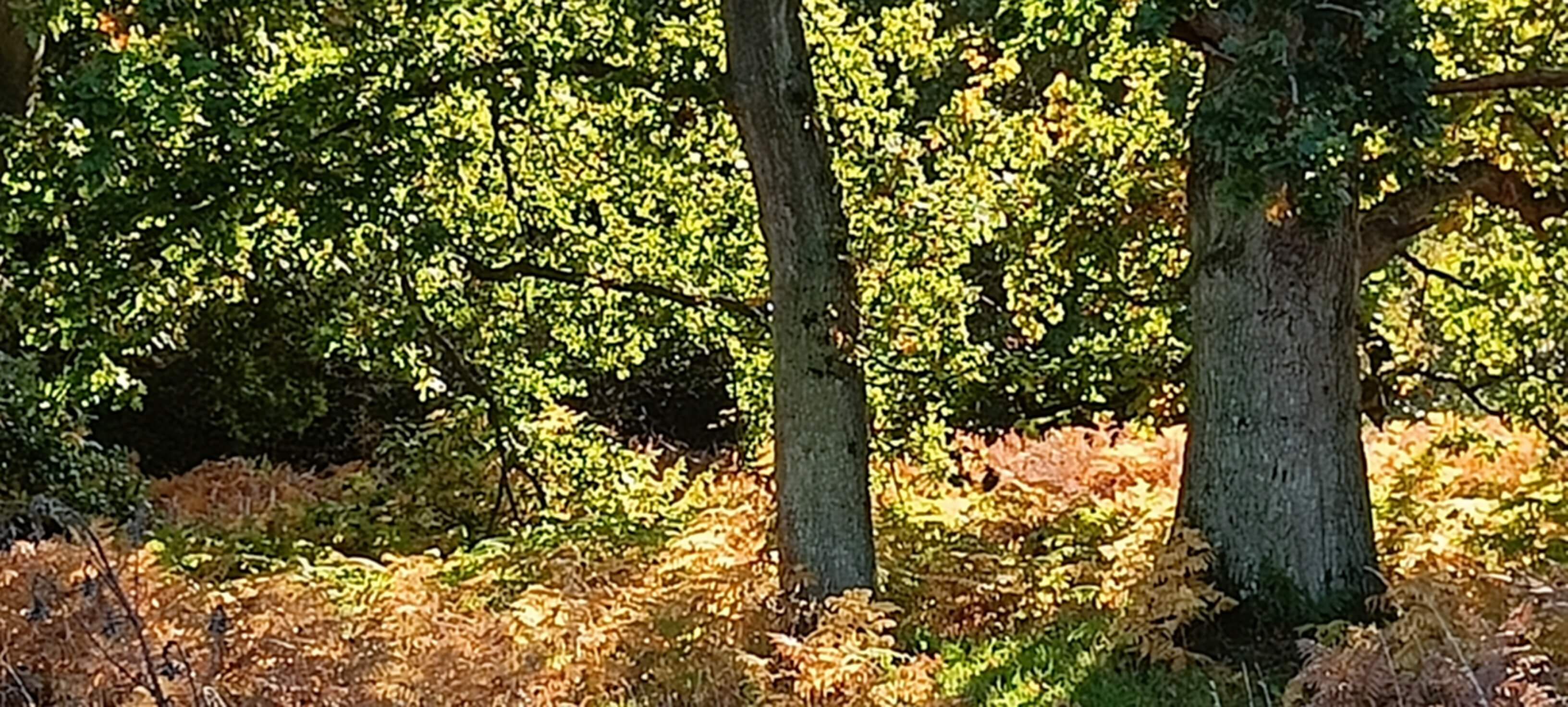 two trees with green leaves, and the foliage around them is orange/ red. Golden light 