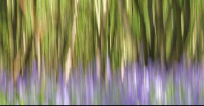a blurry photo of bluebells 