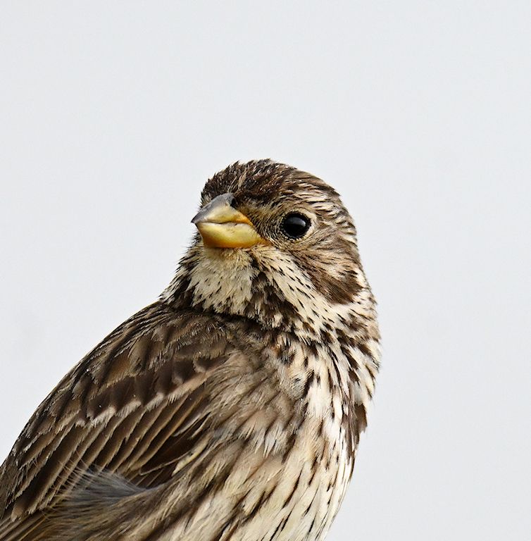 a medium sized brown bird with a cloudy sky as background. Small yellow beak and small black eye. 