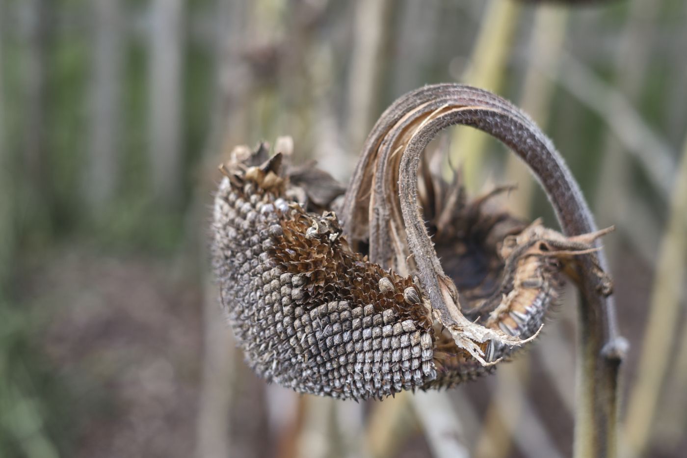 a dried up curling flower (seed head)