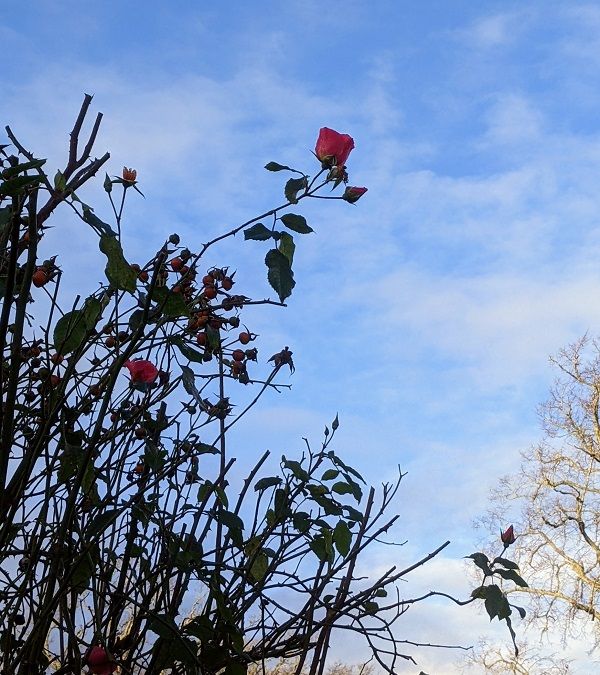 blue cloudy sky with the branches of a rosebush in the foreground, showing a few red roses. 
