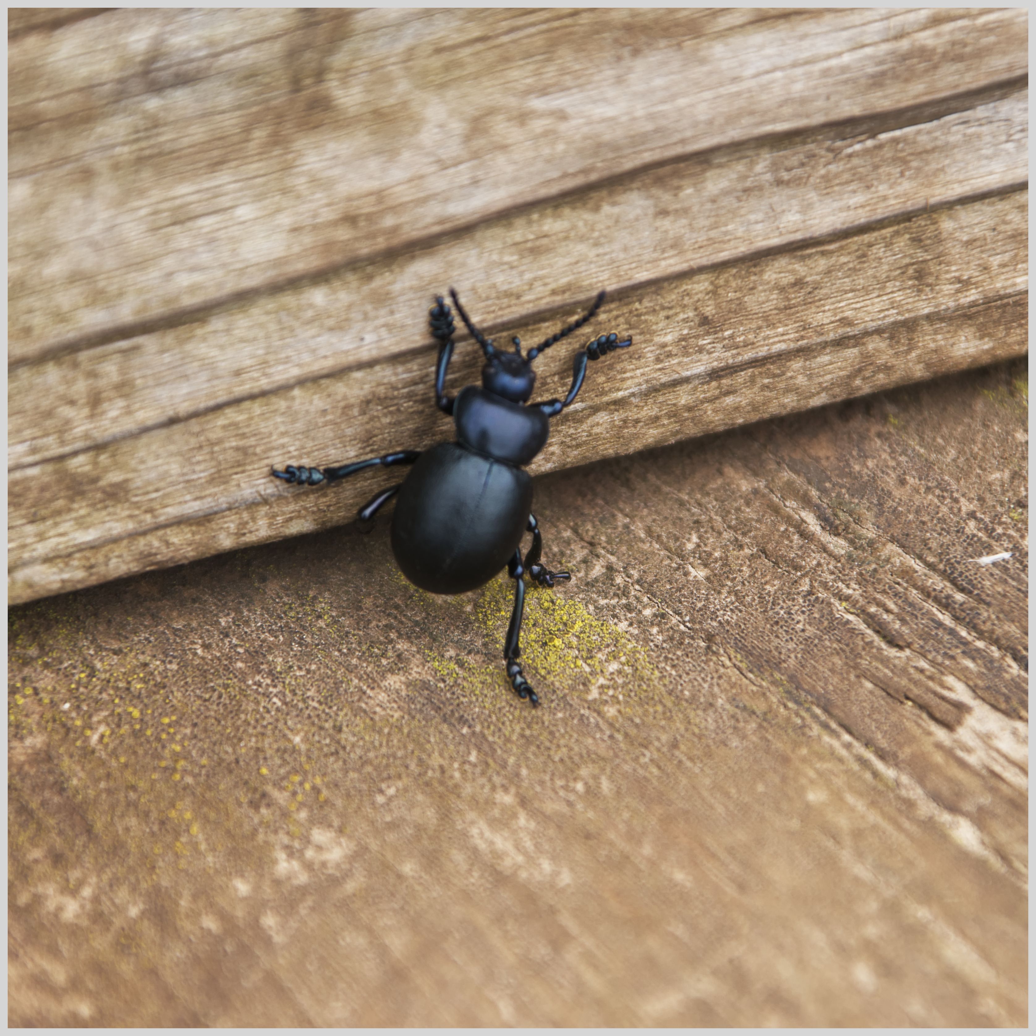 black beetle on wood
