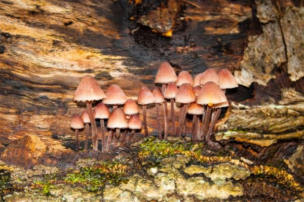 mushrooms in the sunlight