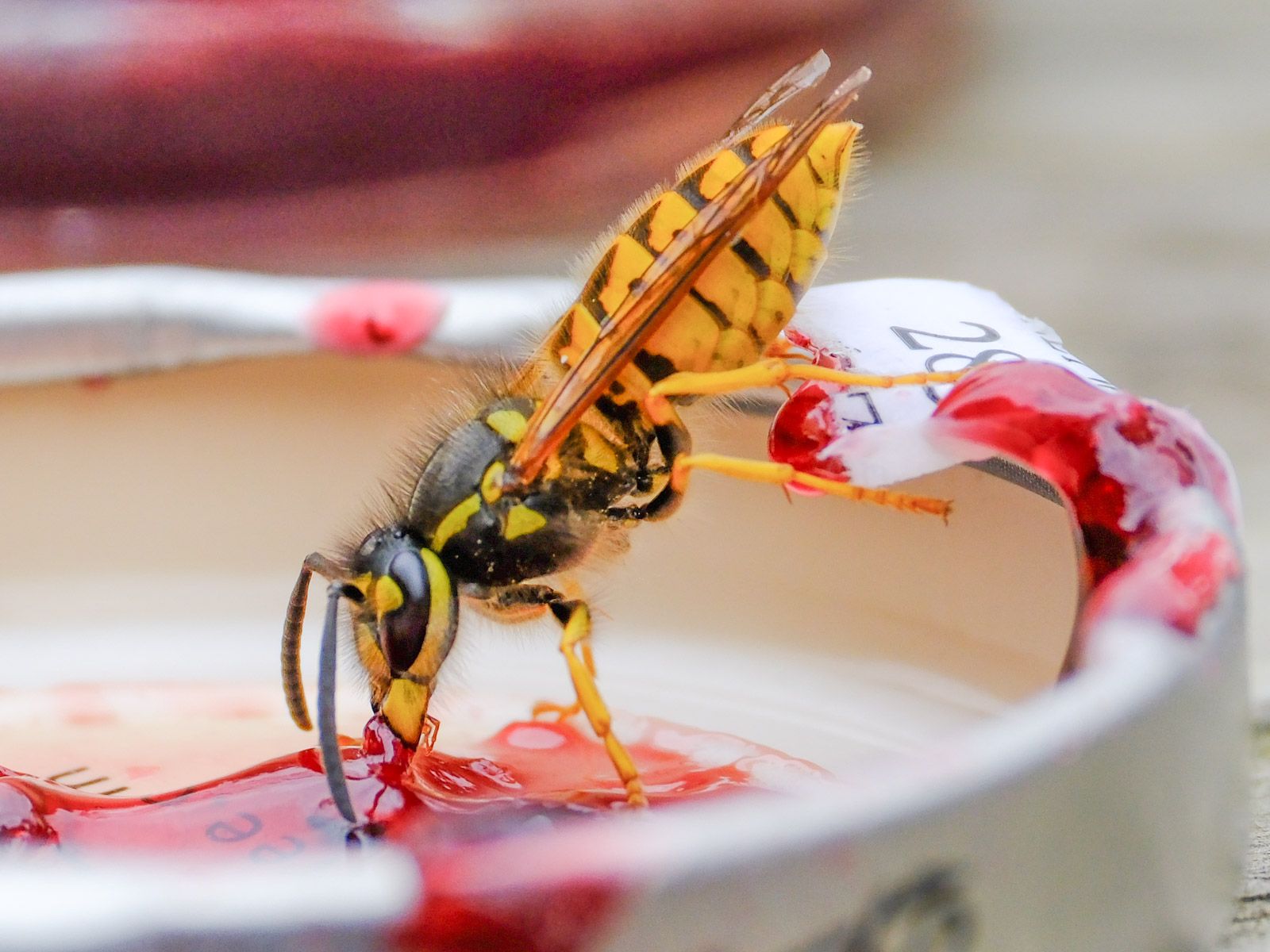 a small wasp eating jam 