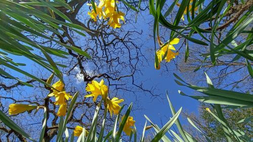 yellow daffodils and blue sky. shot taken from the ground looking up at the flowers. 
