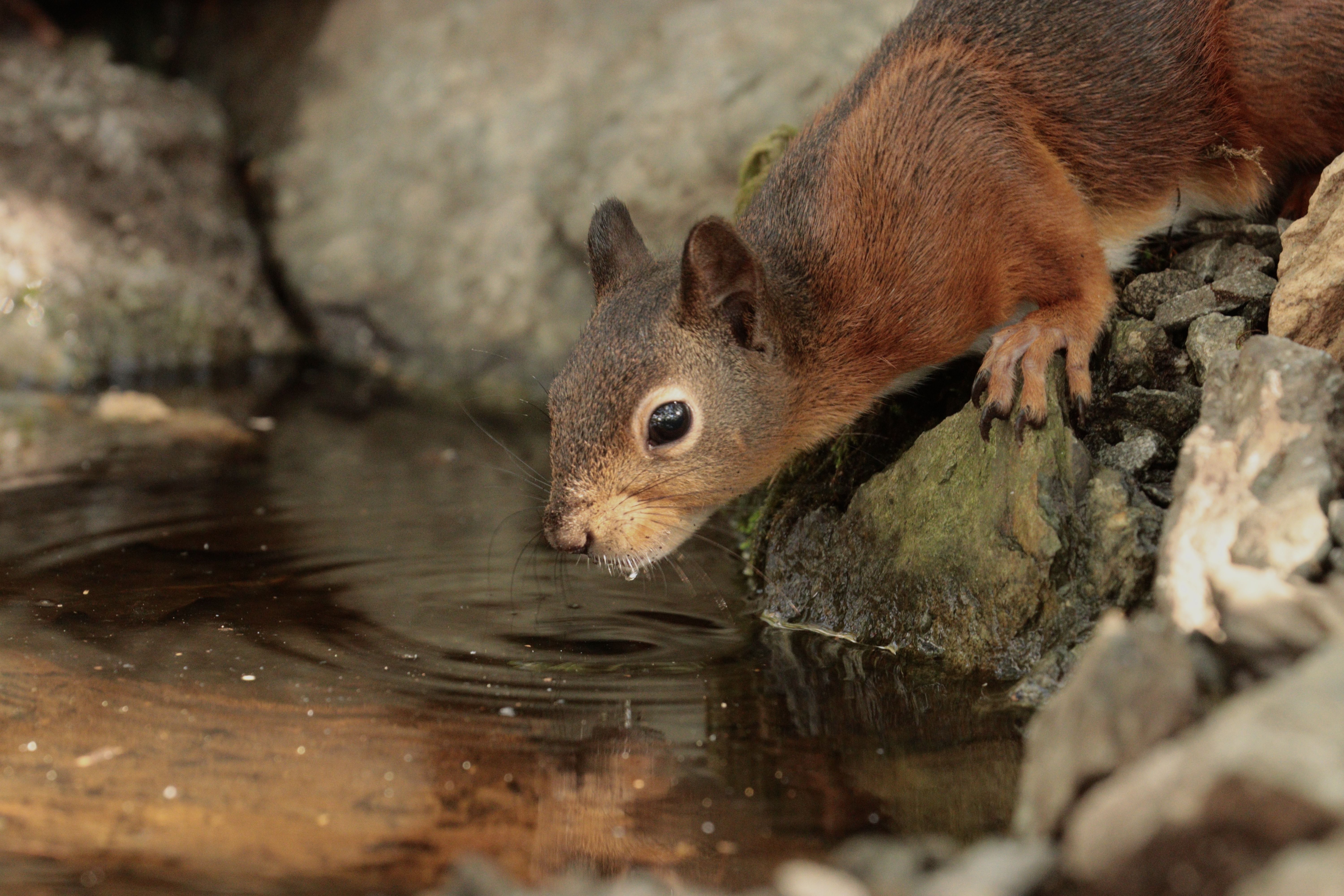 a red squirrel taking a drink from a pool of water. 