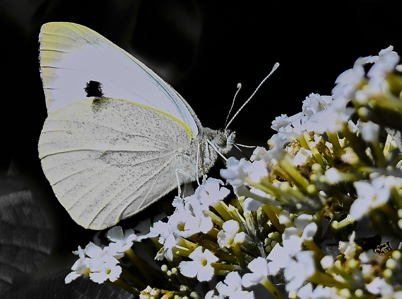 a white butterfly with a black spot on its wing and yellow edges to its wings