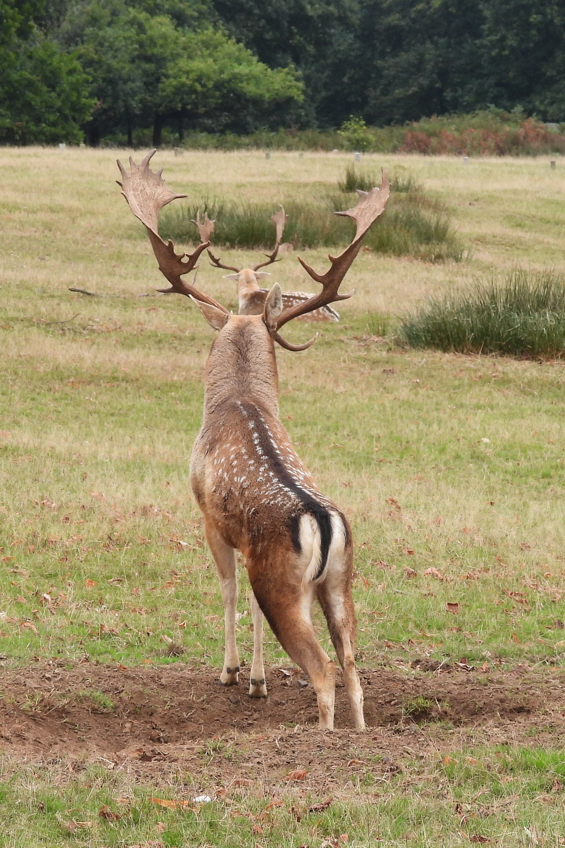 a large deer looking into the distance with huge majestic antlers