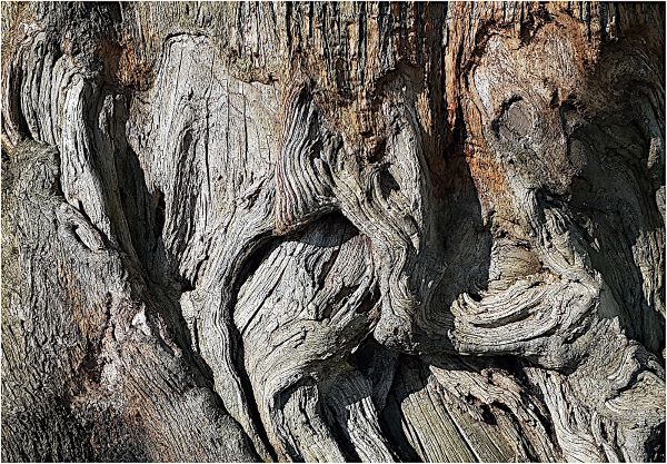 a grey-brown big tree trunk detail