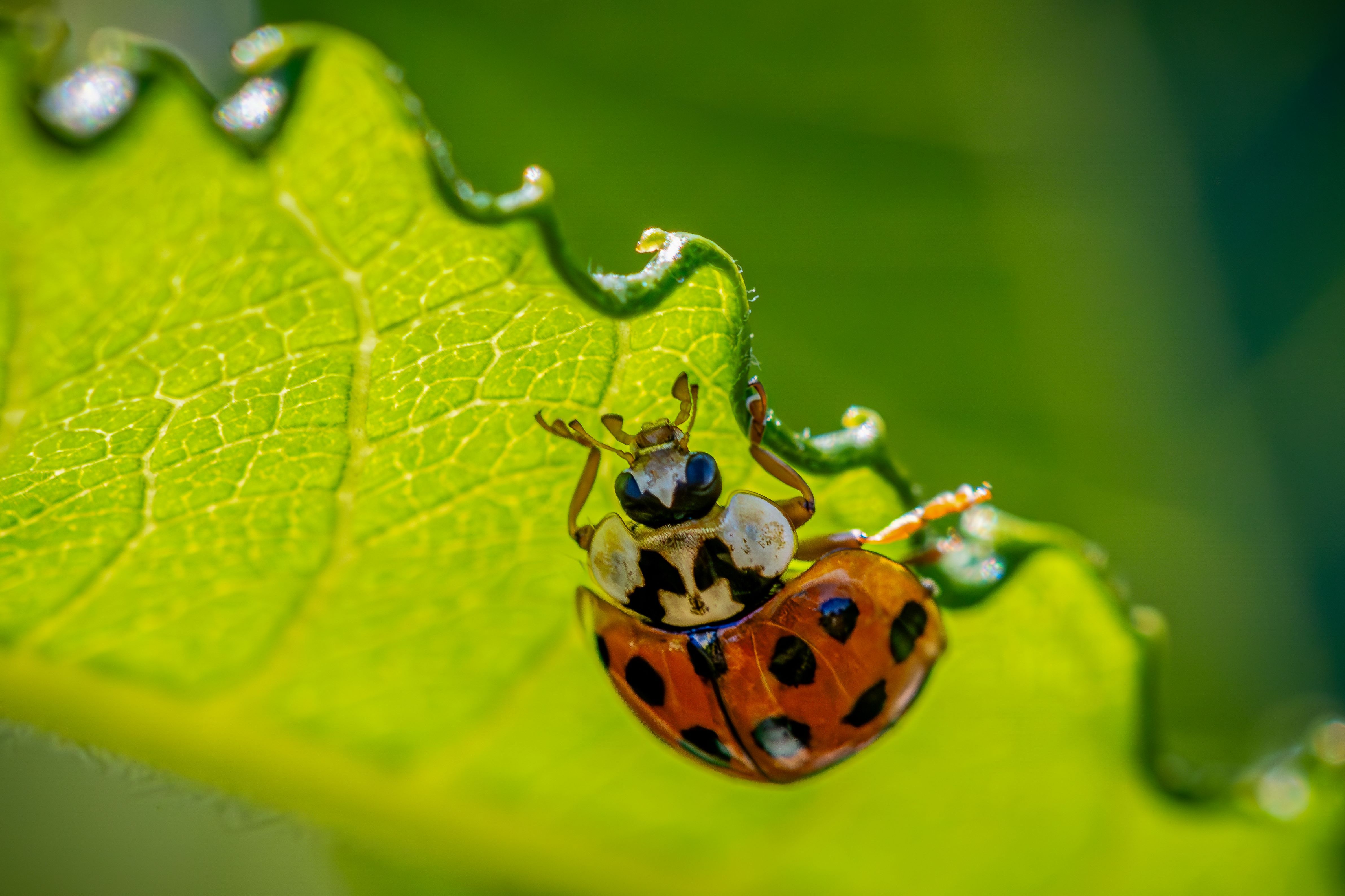 a red ladybird with black spots on the underside of a green leaf