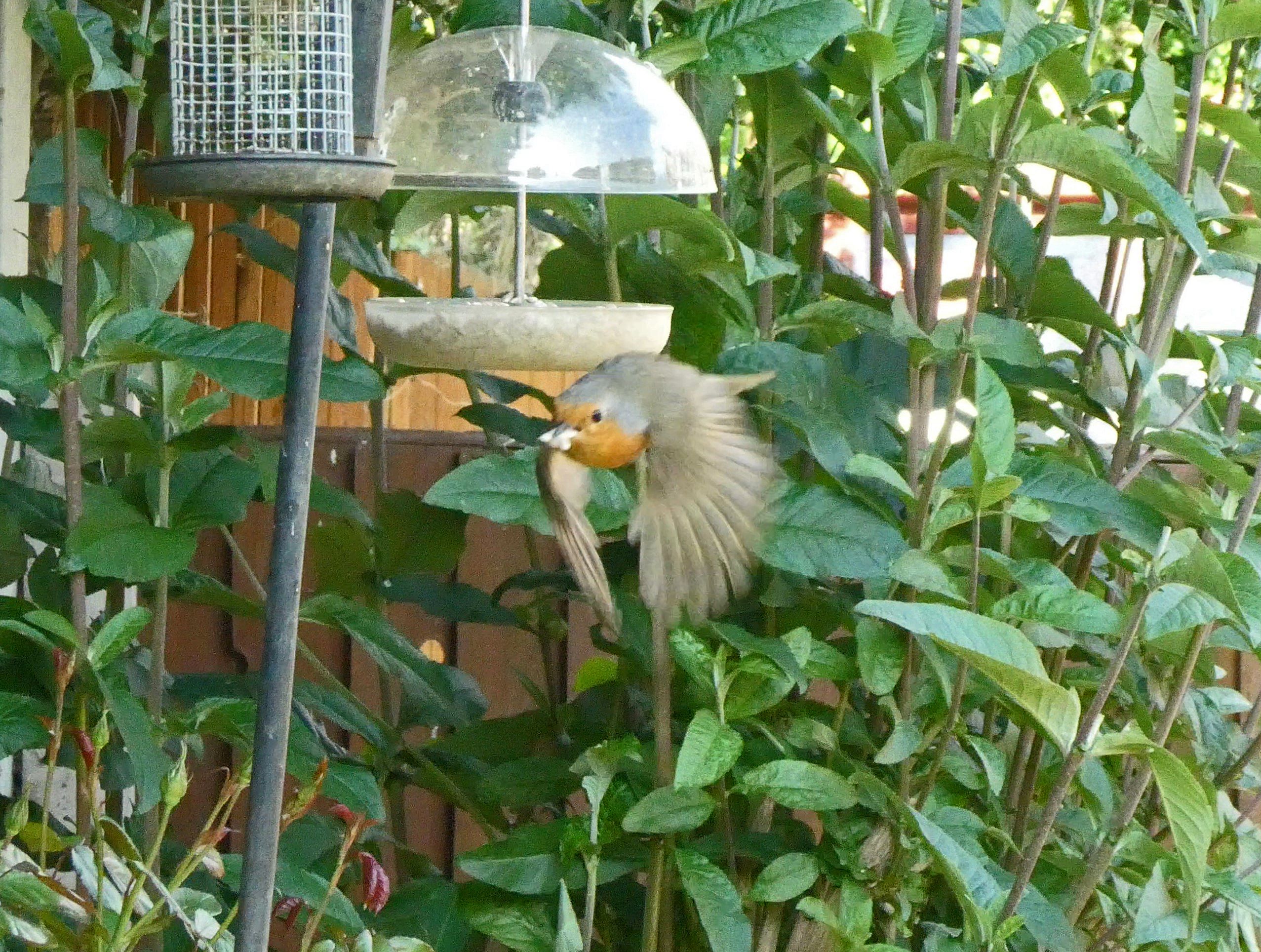 a red breasted bird zooming past a bird feeder. foliage in background 