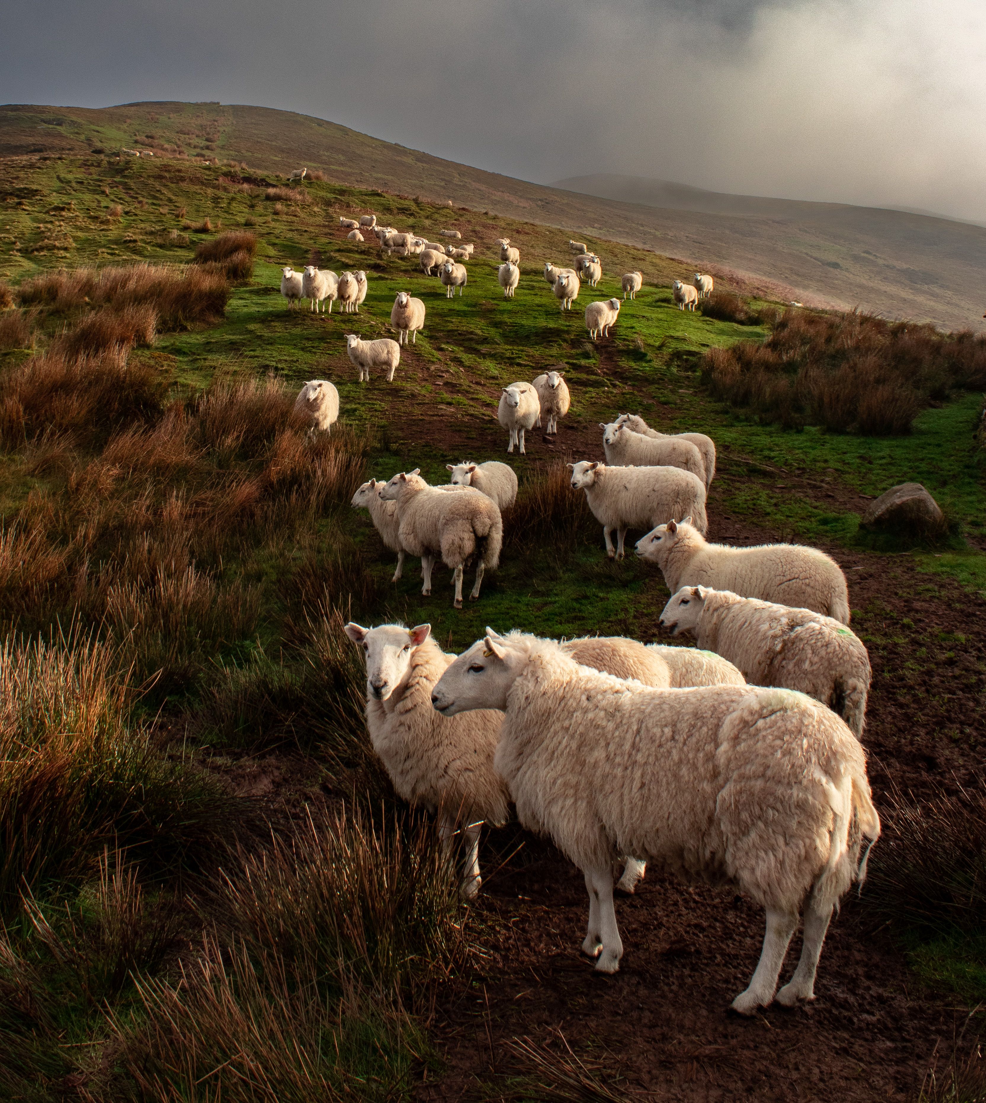 a hill covered in sheep