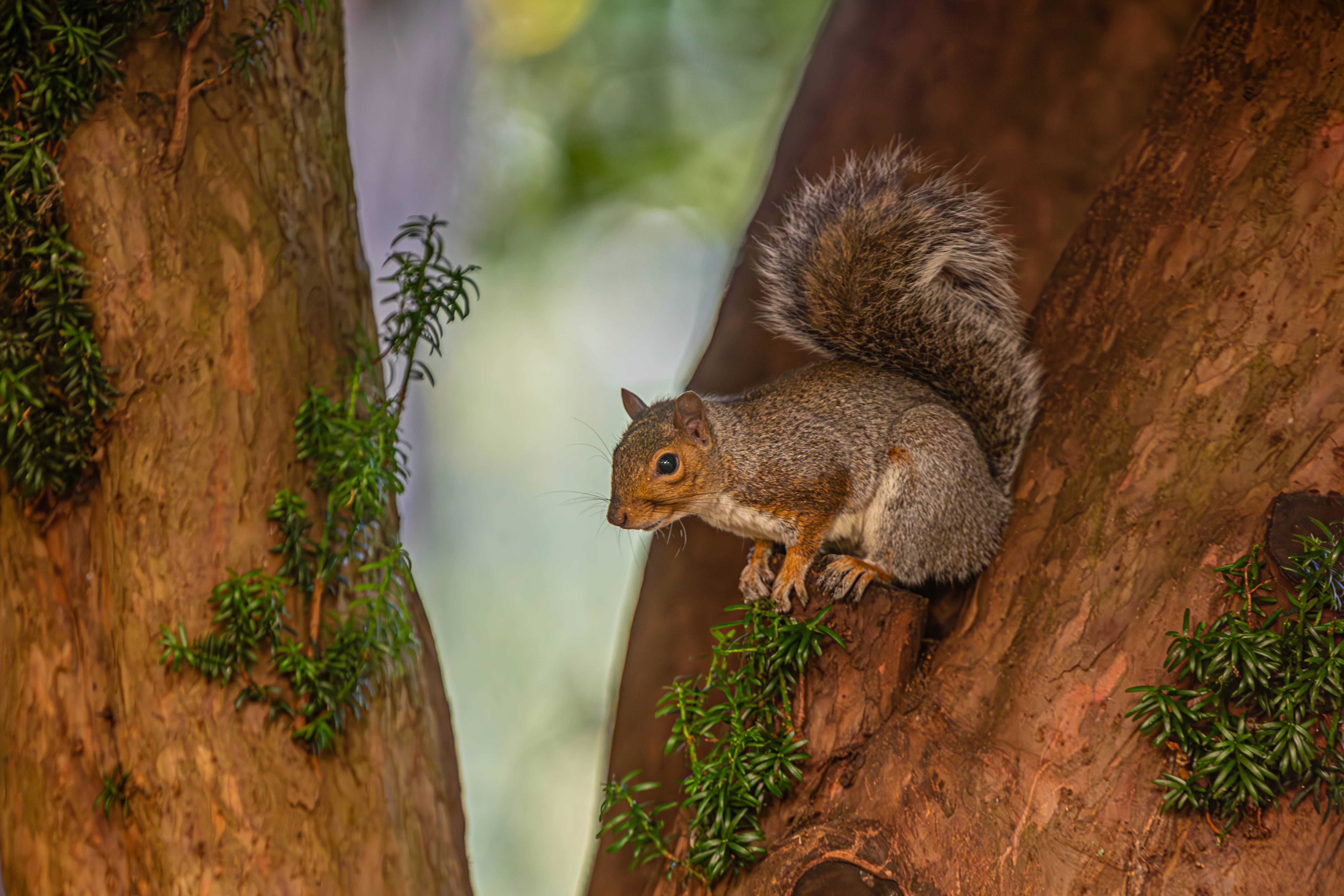 a brown squirrel on a tree trunk 