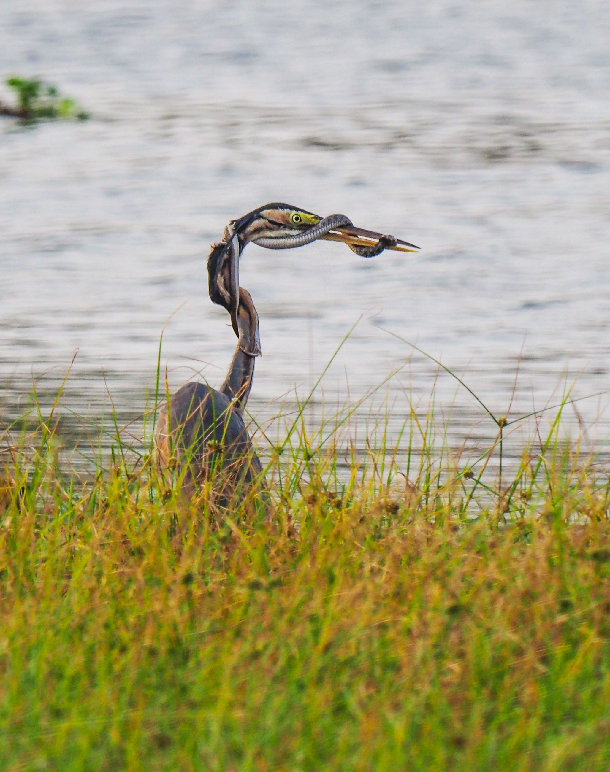 a heron in the distance behind grass with water in the background. a snake is wrapped around its beak. 