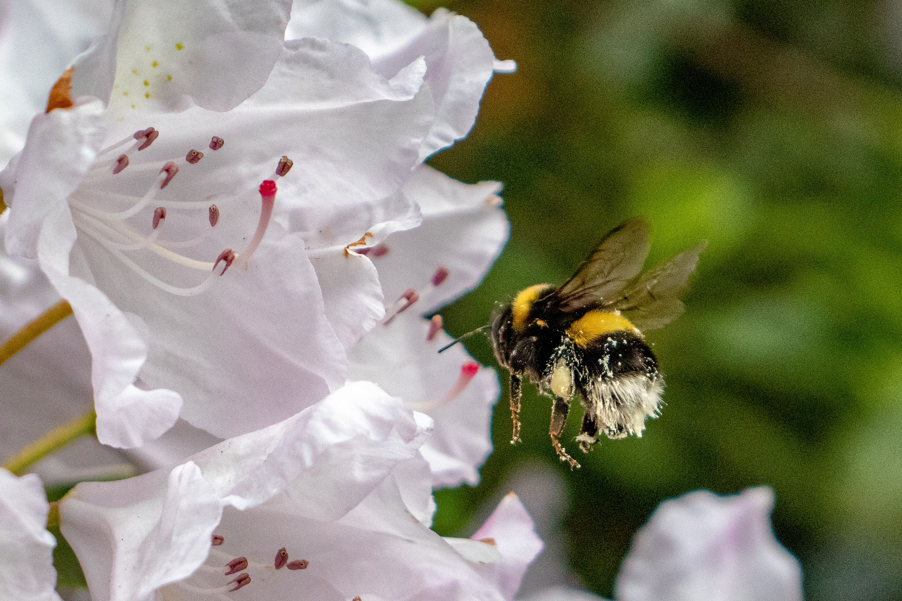 close up of a bumble bee flying towards a white flower