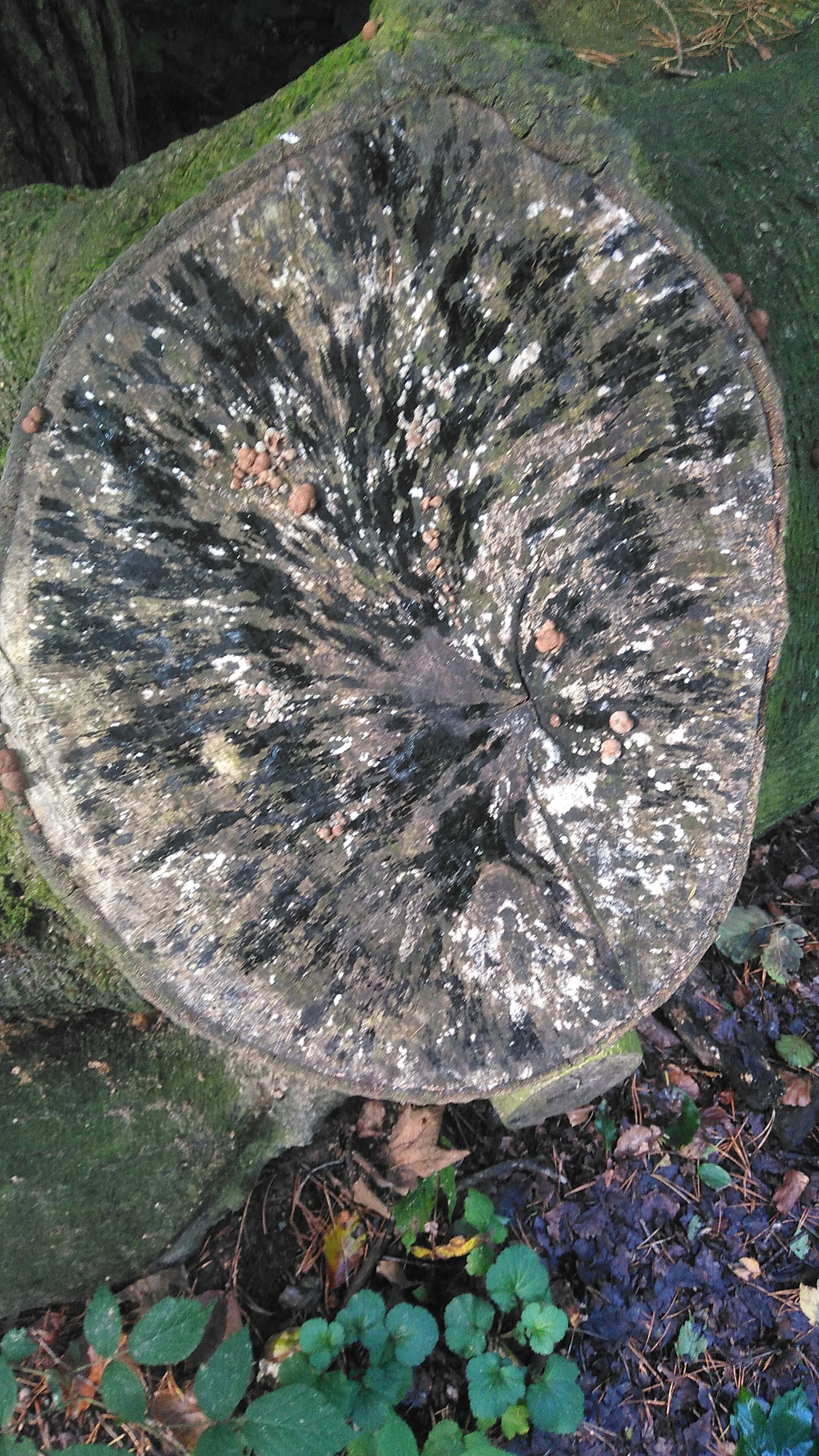 a cut tree trunk 