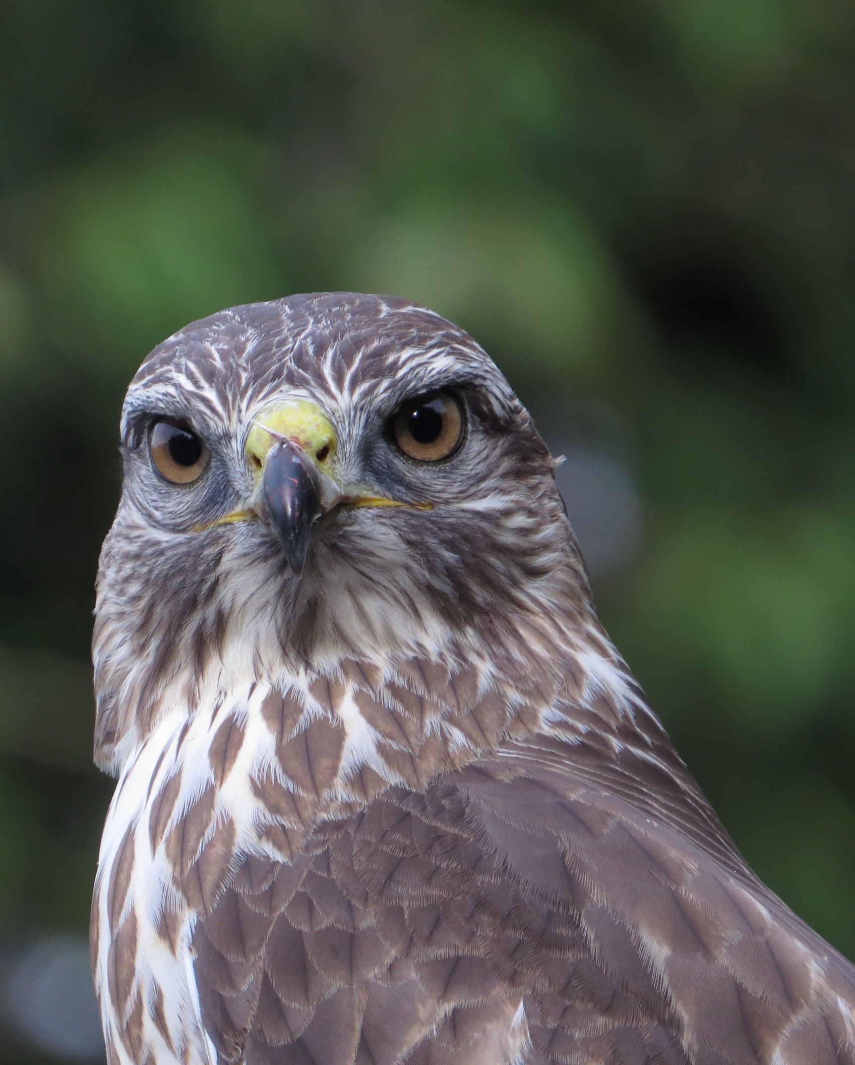 a grey bird with yellow beak close up. it is staring at the camera.