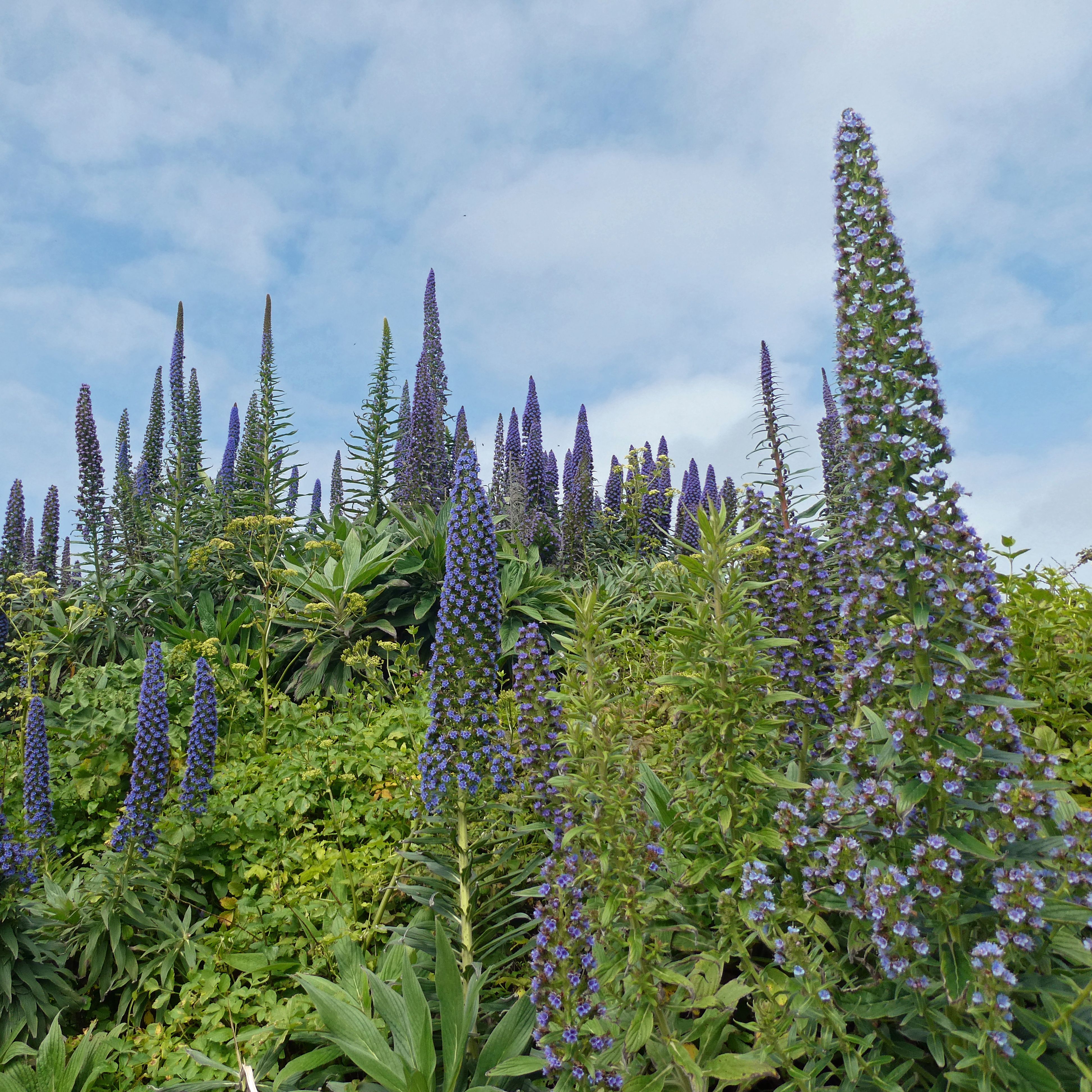 pruple plants growing up out of green foliage