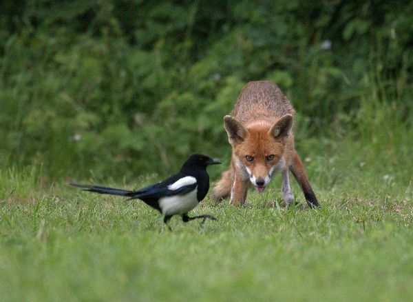 fox ready to pounce on bird