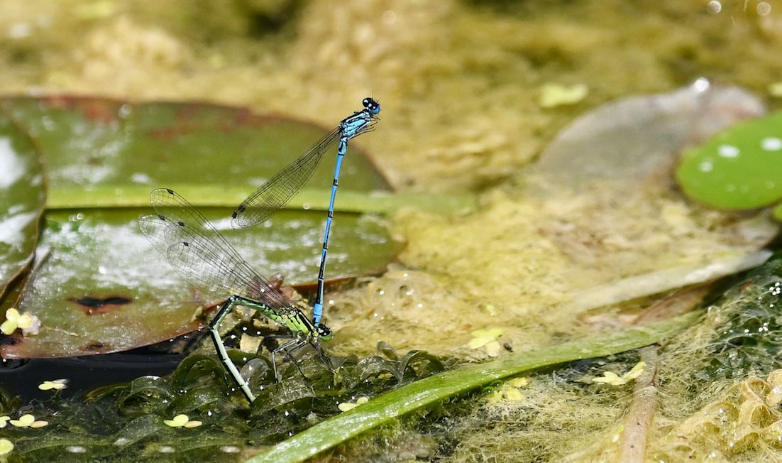 a small blue dragonfly with clear wings