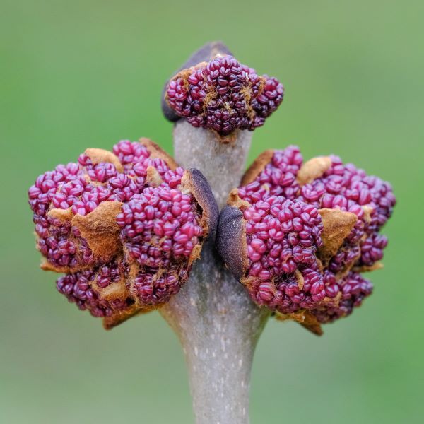 a purple plant with buds. zoomed in photo. 