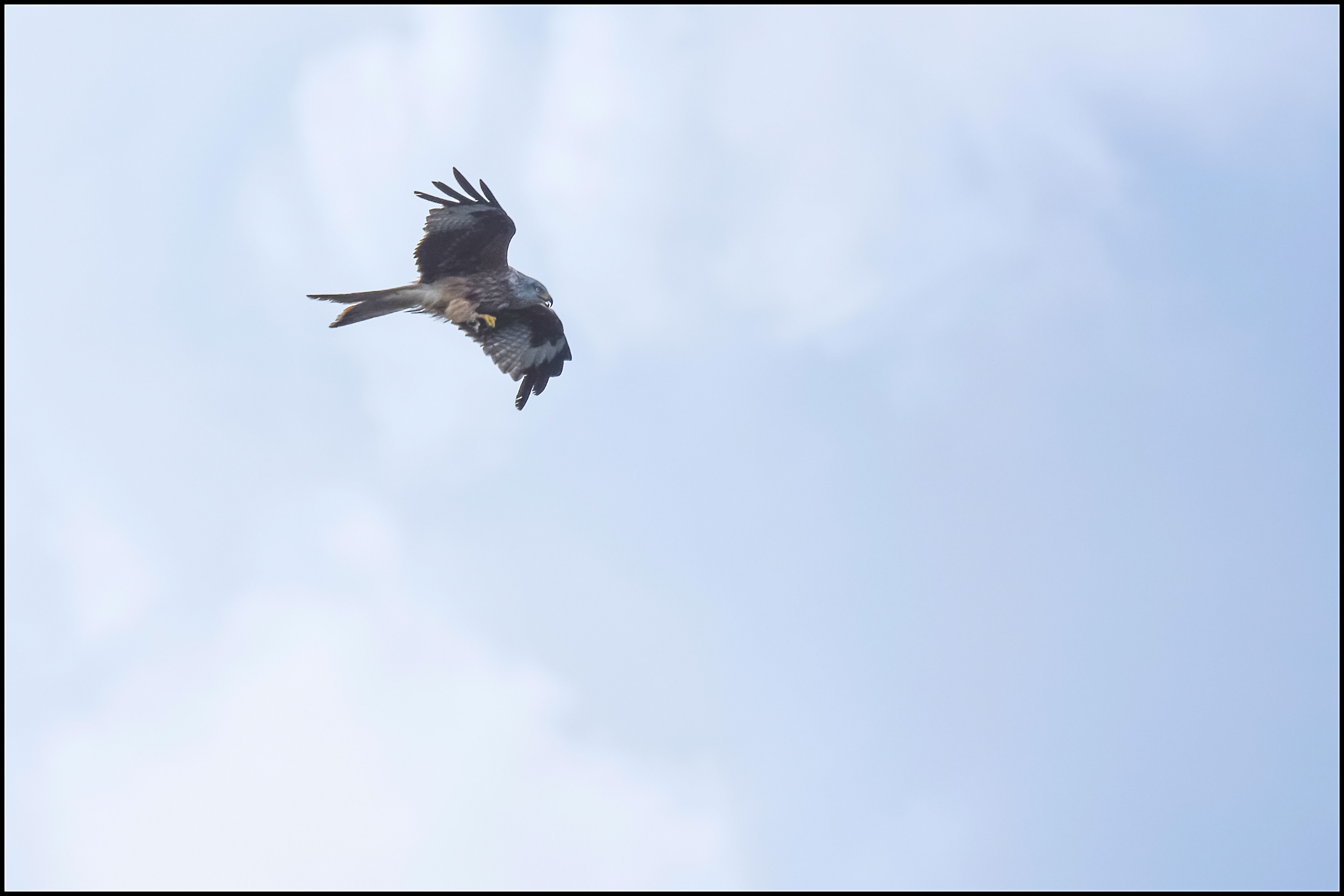 pale blue sky with a big grey bird flying across with wings outstretched