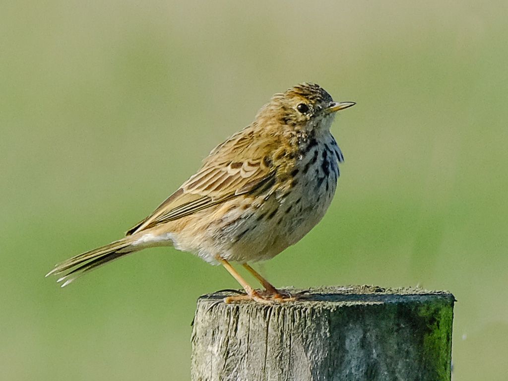 a small brown bird on a treestump