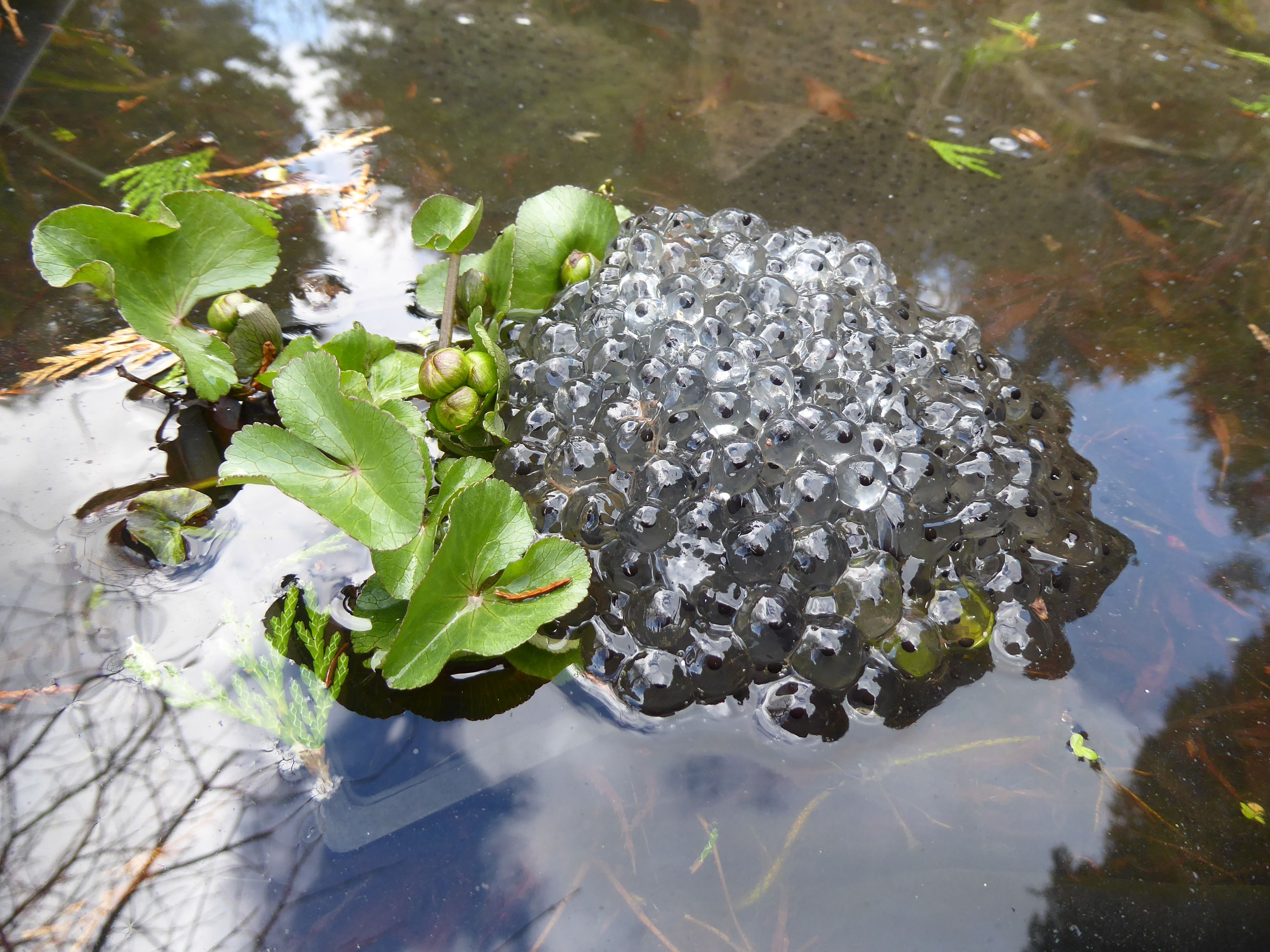 a lump of circular balls which are see through with black dots in each. this frogspawn sits on a pond with a few green leaves in.