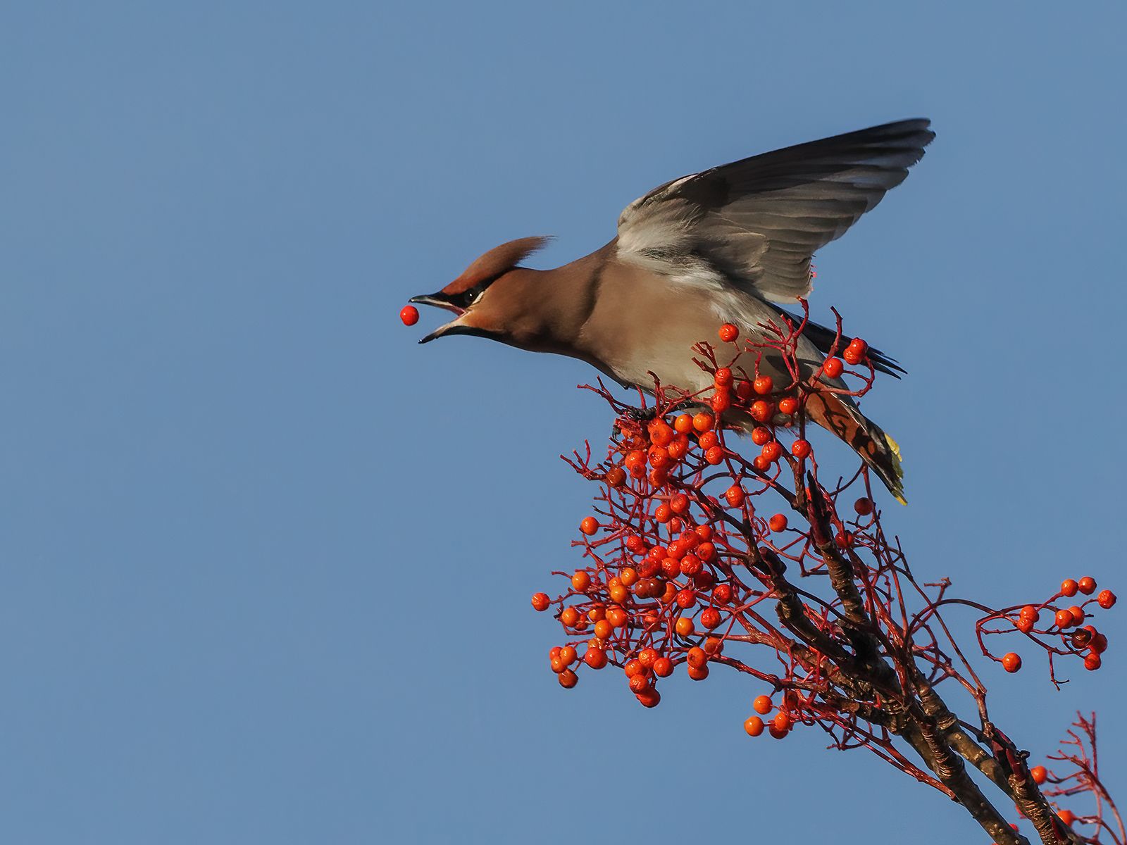 a blue sky with a red and brown bird flying towards a red berry 