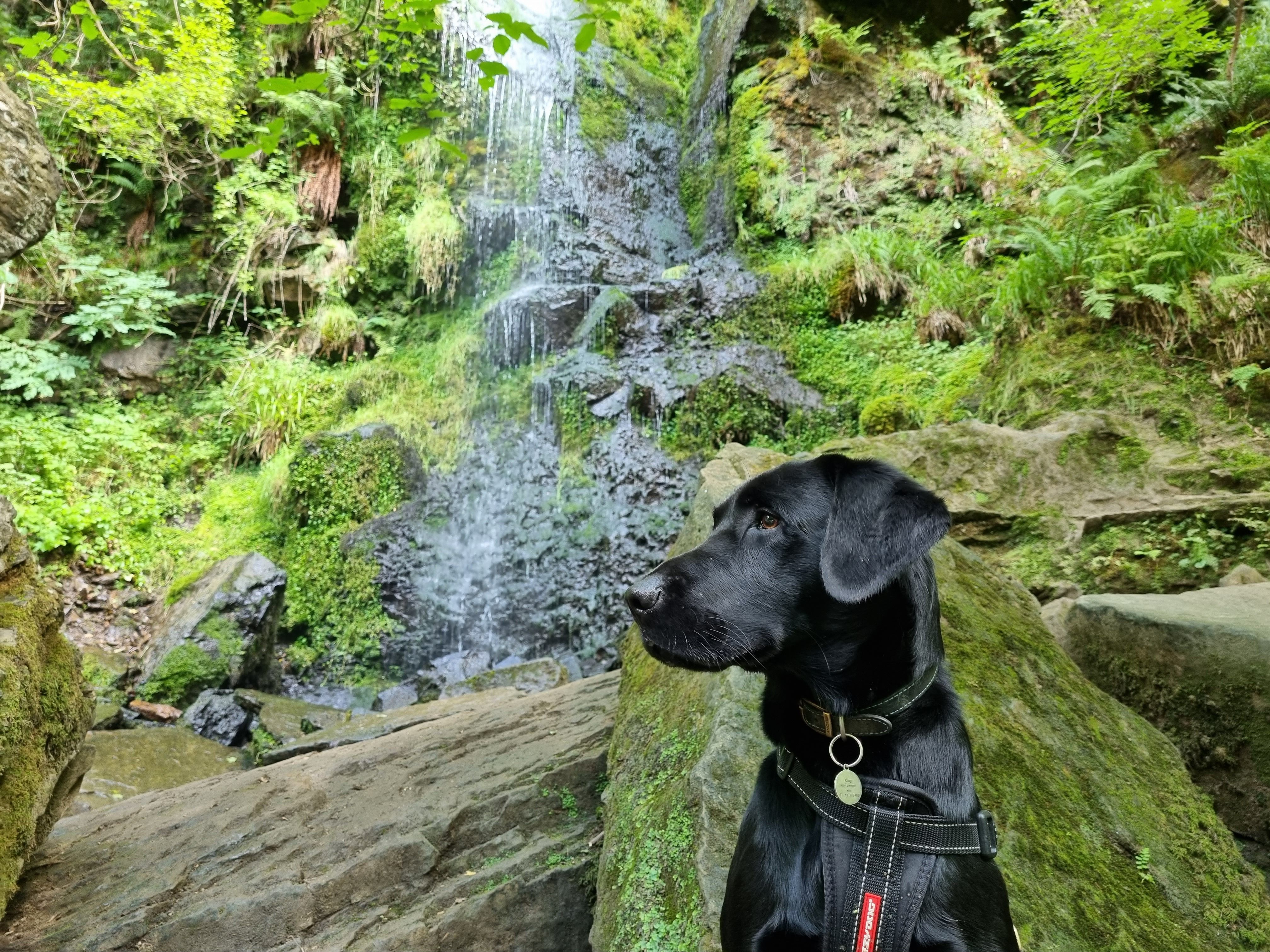 a black dog looks to the left as it sits in front of a waterfall in a crag. Rocky background.