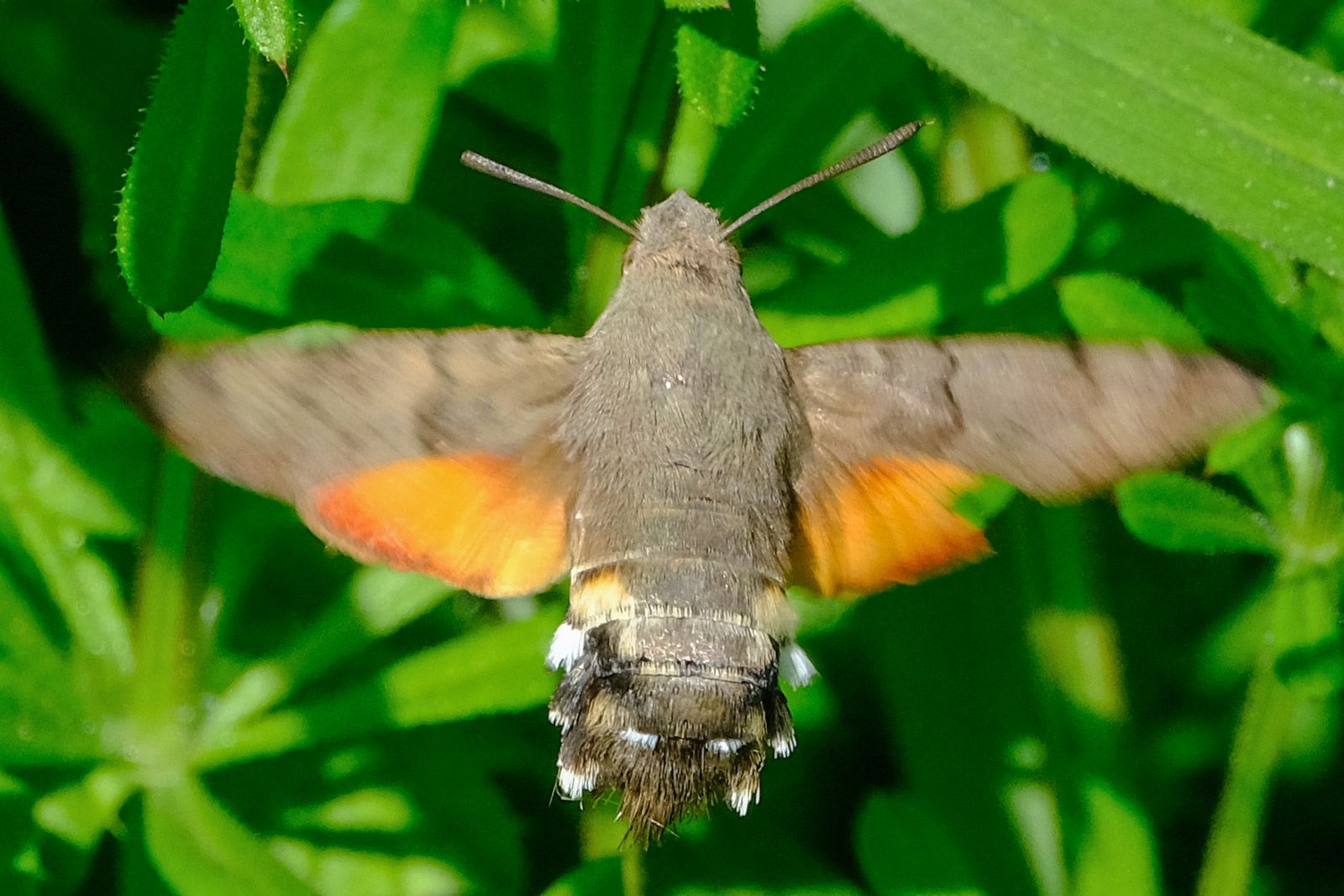 a brown moth flying with its wings open, orange bits on the bottom of wings
