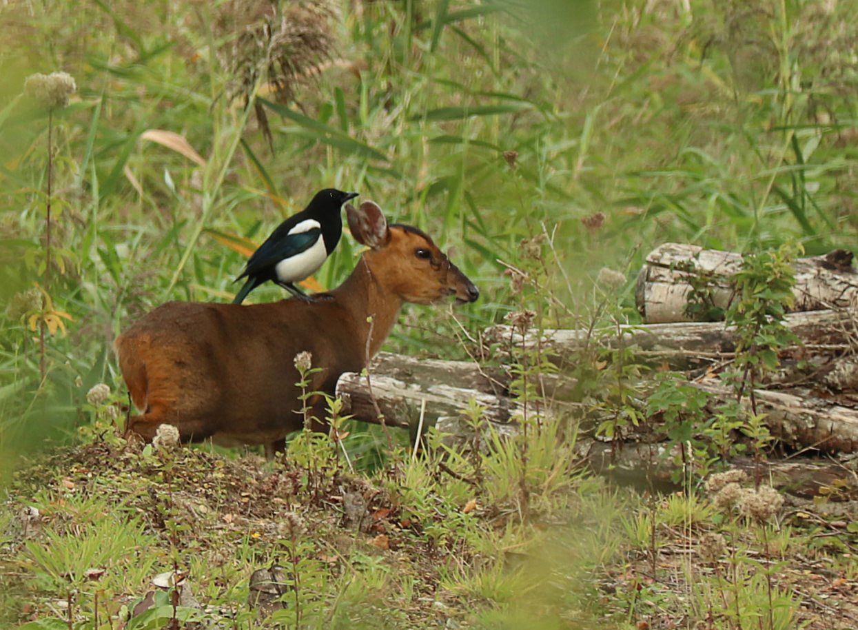 a bird sitting on a small brown animal's back