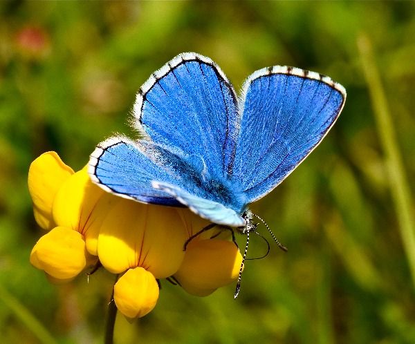 A blue butterfly, with white edged wings, on a bright yellow flower