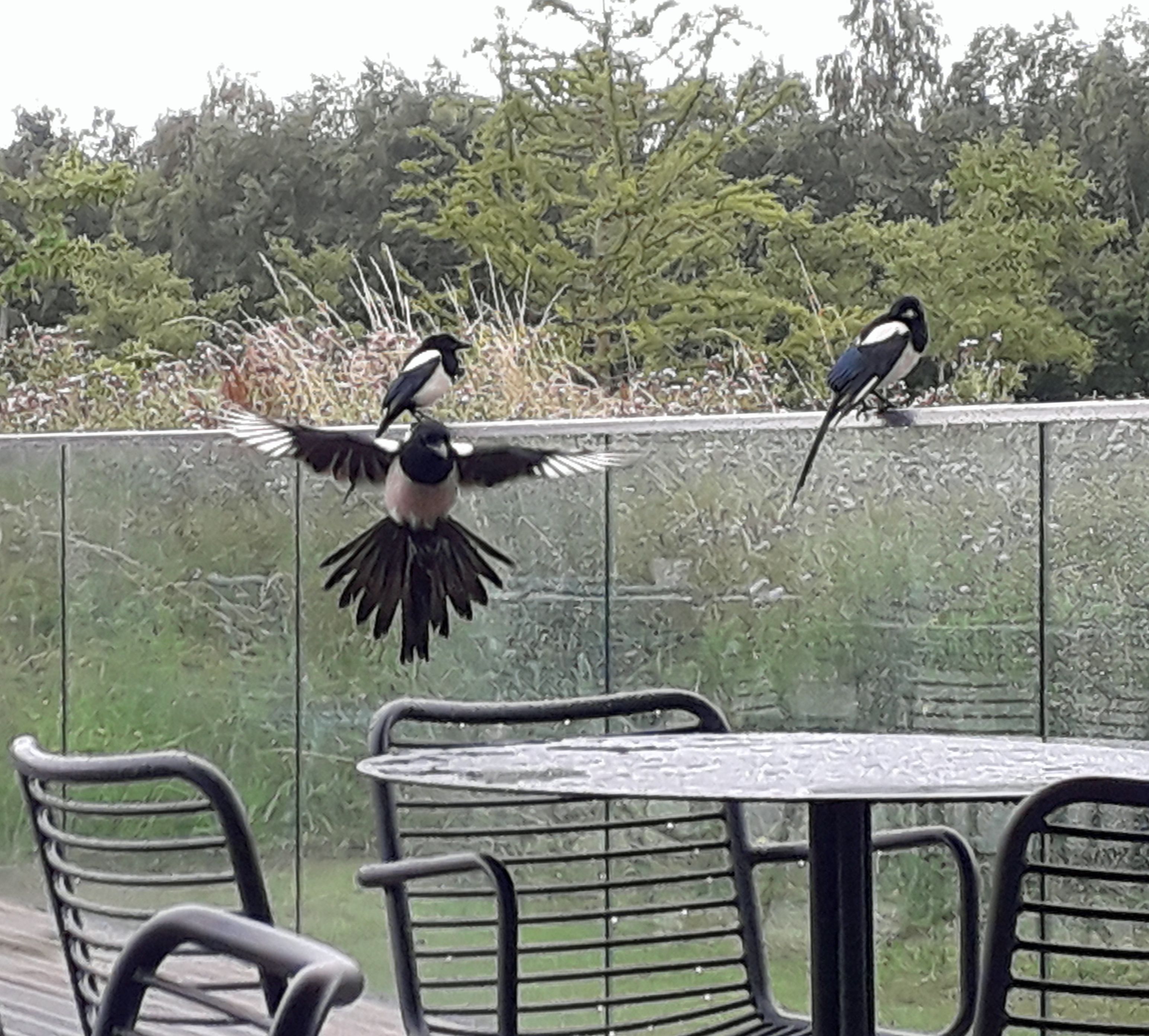 Three black and white birds resting on a glass wall, and one is flying next to a table. 