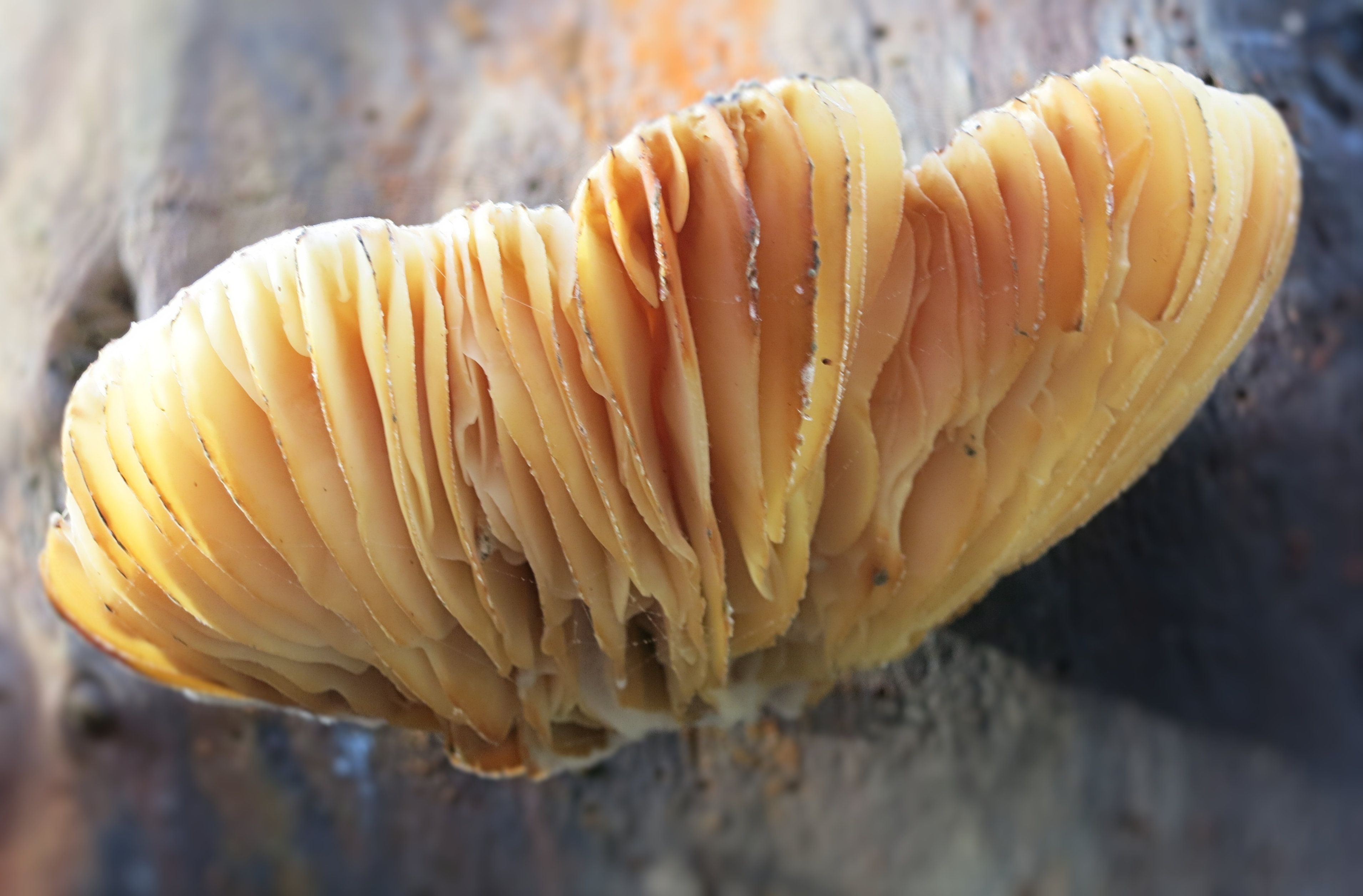 a yellow line-y fungus