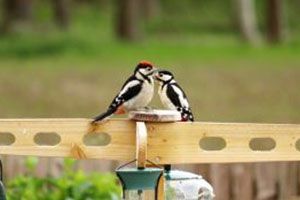 Bird Watch - an update 6