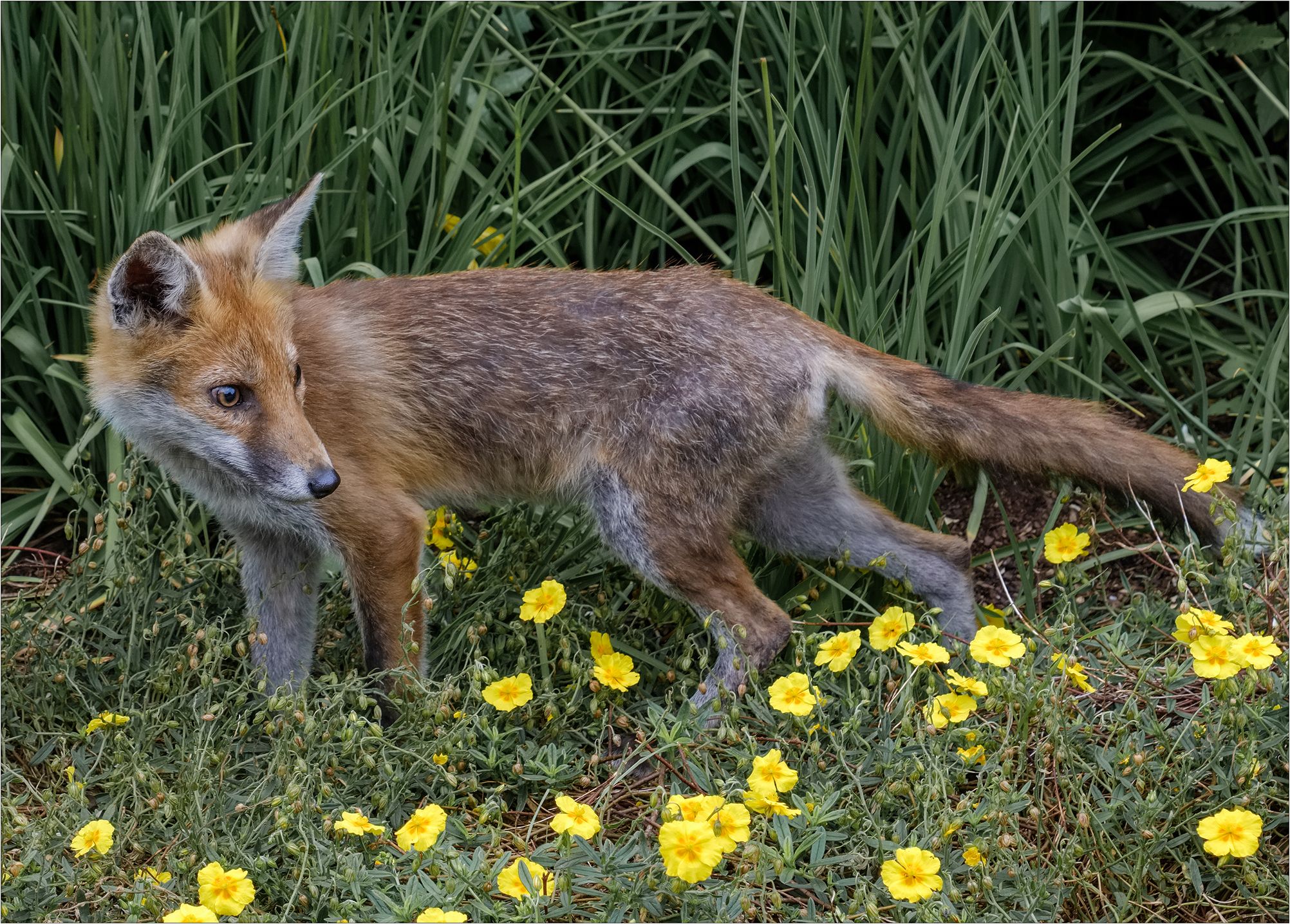 an orange fox looking back, in a field with yellow flowers