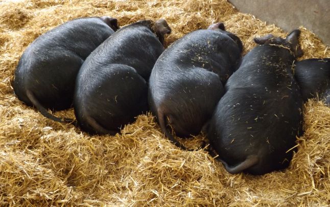 4 big black pigs lying in a line on a bale of hay